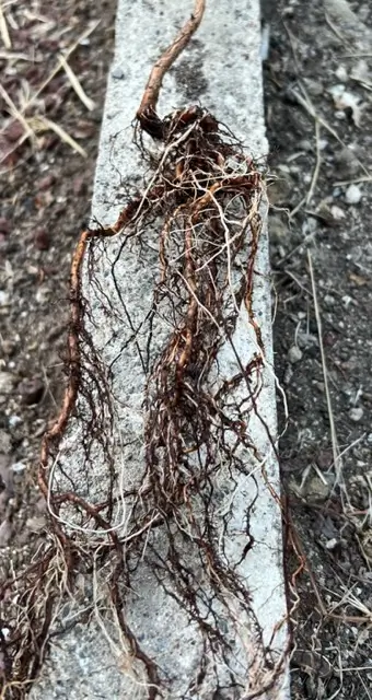 Henna (Lawsonia inermis), tree in a 9-inch pot, organic - Image 4