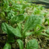 Mandrake, officinarum (Mandragora officinarum), packet of 13 seeds, fresh, (undried), packed in moist medium, organic - Image 4