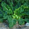 Mandrake, officinarum (Mandragora officinarum), packet of 13 seeds, fresh, (undried), packed in moist medium, organic