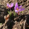 Saffron, Holy Saffron (Crocus sativus) bulbs, top size - Image 7