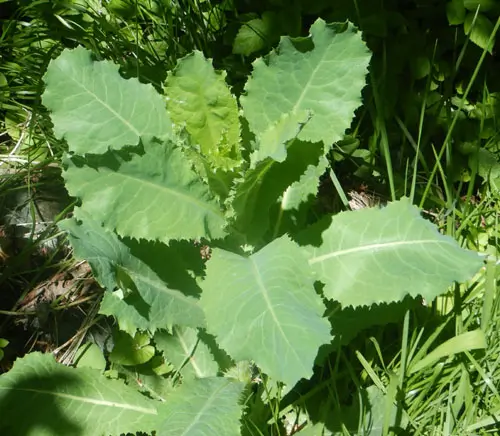 Lettuce, Wild (Wild Lettuce) (Lactuca virosa) seeds, organic - Image 4