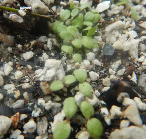 Lettuce, Wild (Wild Lettuce) (Lactuca virosa) seeds, organic - Image 5