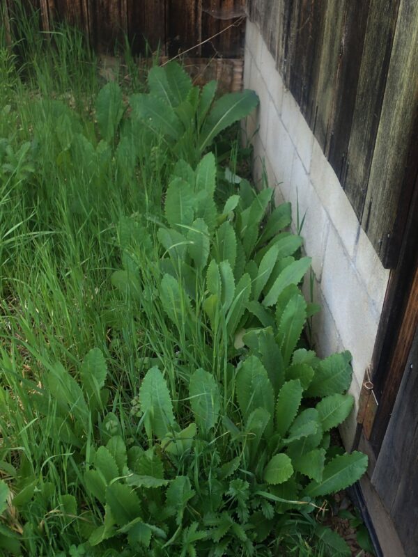 Lettuce, Wild (Wild Lettuce) (Lactuca virosa), potted plant, organic - Image 2