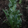 Mandrake, officinarum (Mandragora officinarum), packet of 13 seeds, fresh, (undried), packed in moist medium, organic - Image 3