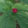 Goldenseal (Hydrastis canadensis) packet of 20 seeds, Organic (available in the USA only)