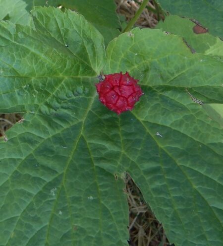 Goldenseal (Hydrastis canadensis) packet of 20 seeds, Organic (available in the USA only)