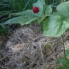 Goldenseal (Hydrastis canadensis) packet of 20 seeds, Organic (available in the USA only) - Image 4
