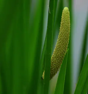 Calamus (Acorus calamus var americanus) potted plant, organic - Image 4