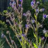 Anchusa, Undulate (Anchusa undulata), packet of 10 seeds, organic - Image 6