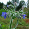 Anchusa, Undulate (Anchusa undulata), packet of 10 seeds, organic
