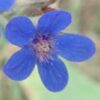 Anchusa, Undulate (Anchusa undulata), packet of 10 seeds, organic - Image 2