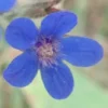 Anchusa, Azure (Anchusa azurea), packet of 10 seeds, organic - Image 5