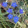 Anchusa, Undulate (Anchusa undulata), packet of 10 seeds, organic - Image 3