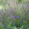 Anchusa, Undulate (Anchusa undulata), packet of 10 seeds, organic - Image 4