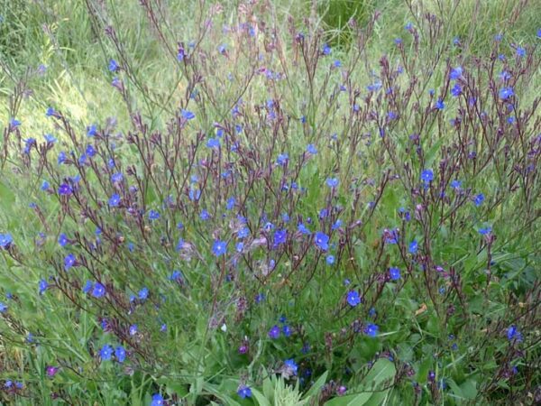 Anchusa, Undulate (Anchusa undulata), packet of 10 seeds, organic - Image 4