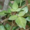 Elephant Tree, Fragrant (Bursera odorata/fagaroides), packet of 3 seeds, organic - Image 2