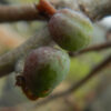 Elephant Tree, Fragrant (Bursera odorata/fagaroides), packet of 3 seeds, organic - Image 5
