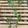 Elephant Tree, Fragrant (Bursera odorata/fagaroides), packet of 3 seeds, organic - Image 3