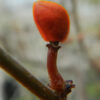 Elephant Tree, Fragrant (Bursera odorata/fagaroides), packet of 3 seeds, organic - Image 7