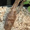 Elephant Tree, Fragrant (Bursera odorata/fagaroides), packet of 3 seeds, organic - Image 4