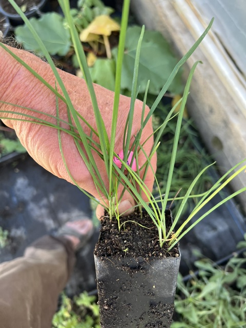 Chives, Garlic (Allium tuberosum) potted plant, organic