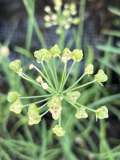 Chives, Garlic (Allium tuberosum) potted plant, organic - Image 2