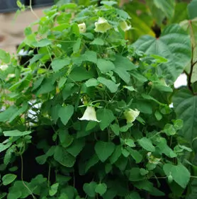 Dang-shen, pilosula (Codonopsis pilosula), potted plant, organic