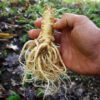 Dang-shen, pilosula (Codonopsis pilosula), potted plant, organic - Image 2