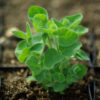 Dang-shen, pilosula (Codonopsis pilosula), potted plant, organic - Image 3