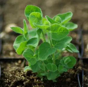 Dang-shen, pilosula (Codonopsis pilosula), potted plant, organic - Image 3