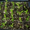 Gentian, Yellow (Gentiana lutea) seeds, organic - Image 7