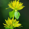 Gentian, Yellow (Gentiana lutea) seeds, organic