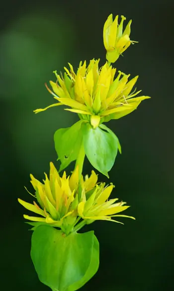 Gentian, Yellow (Gentiana lutea) seeds, organic