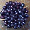 Cherry, Wild Virginia Chokecherry (Prunus virginiana), potted plant, organic - Image 4