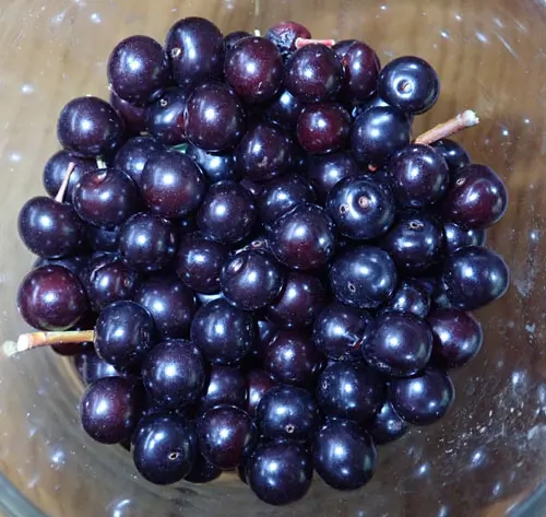 Cherry, Wild Virginia Chokecherry (Prunus virginiana), potted plant, organic - Image 4
