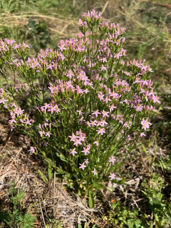 Centaury, European (Centaurium erythraea), packet of 100 seeds
