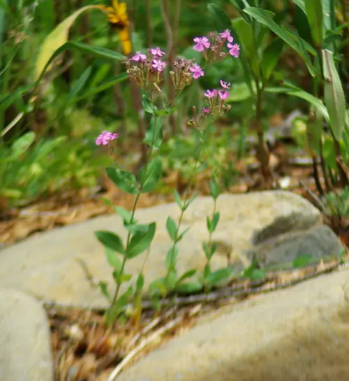 Centaury, European (Centaurium erythraea), packet of 100 seeds, Organic - Image 3