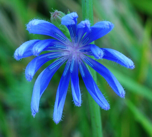 Chicory, Wild Form (Cichorium intybus var. intybus), packet of 100 seeds, organic - Image 2