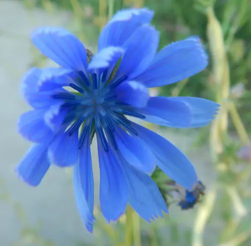 Chicory, Wild Form (Cichorium intybus var. intybus), packet of 100 seeds, organic - Image 3