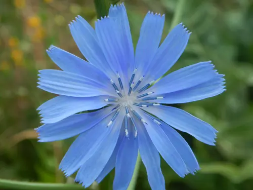 Chicory, Wild Form (Cichorium intybus var. intybus), packet of 100 seeds, organic