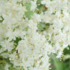 Elderberry, American Black (Sambucus canadensis) packet of 50 seeds - Image 2