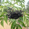 Elderberry, American Black (Sambucus canadensis) packet of 50 seeds