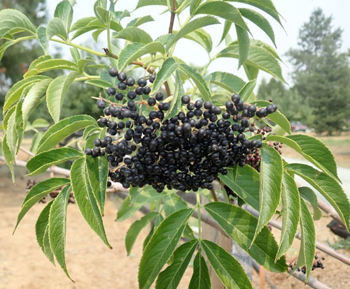 thumbnail image 2 of American Black Elderberry Seeds – Sambucus Canadensis, 200 Seeds, Wildcraft, USA Grown 2 of 5