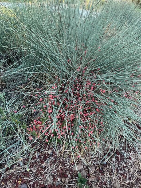Ephedra, Bluestem (Ephedra equisetina), packet of 5 seeds, organic