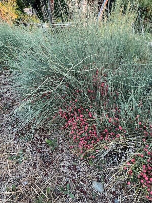 Ephedra, Bluestem (Ephedra equisetina), packet of 5 seeds, organic - Image 6