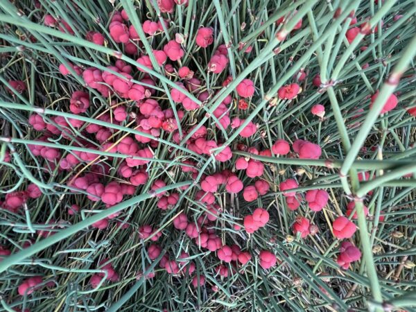 Ephedra, Bluestem (Ephedra equisetina), packet of 5 seeds, organic - Image 5
