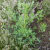 Fang-feng (Saposhnikovia divaricata), potted plant, organic - Image 3