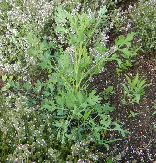 Fang-feng (Saposhnikovia divaricata), potted plant, organic - Image 3