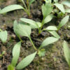 Fang-feng (Saposhnikovia divaricata), potted plant, organic - Image 2