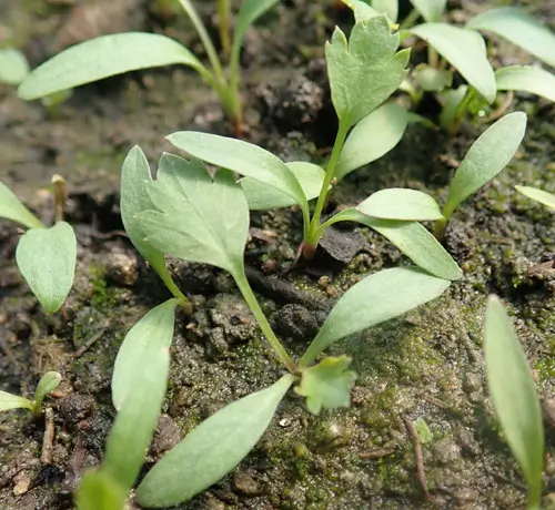 Fang-feng (Saposhnikovia divaricata), potted plant, organic - Image 2